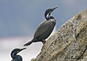 Phalacrocorax penicillatus